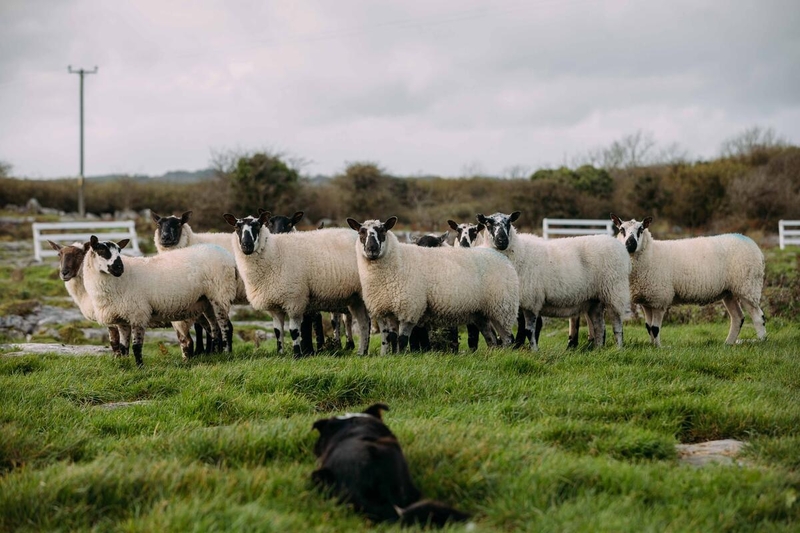 Caherconnell Stone Fort and Sheepdog Demonstrations, Co. Clare